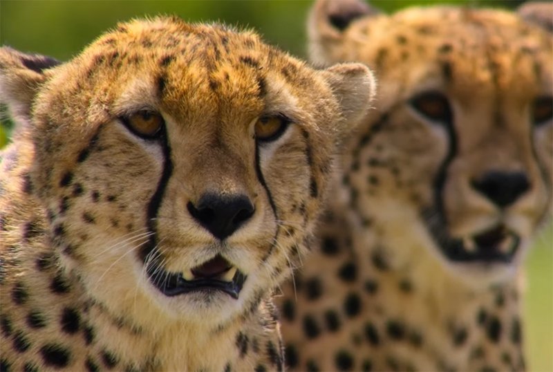 Netflix Puts Documentaries on YouTube For Free to Help Teachers Around the World